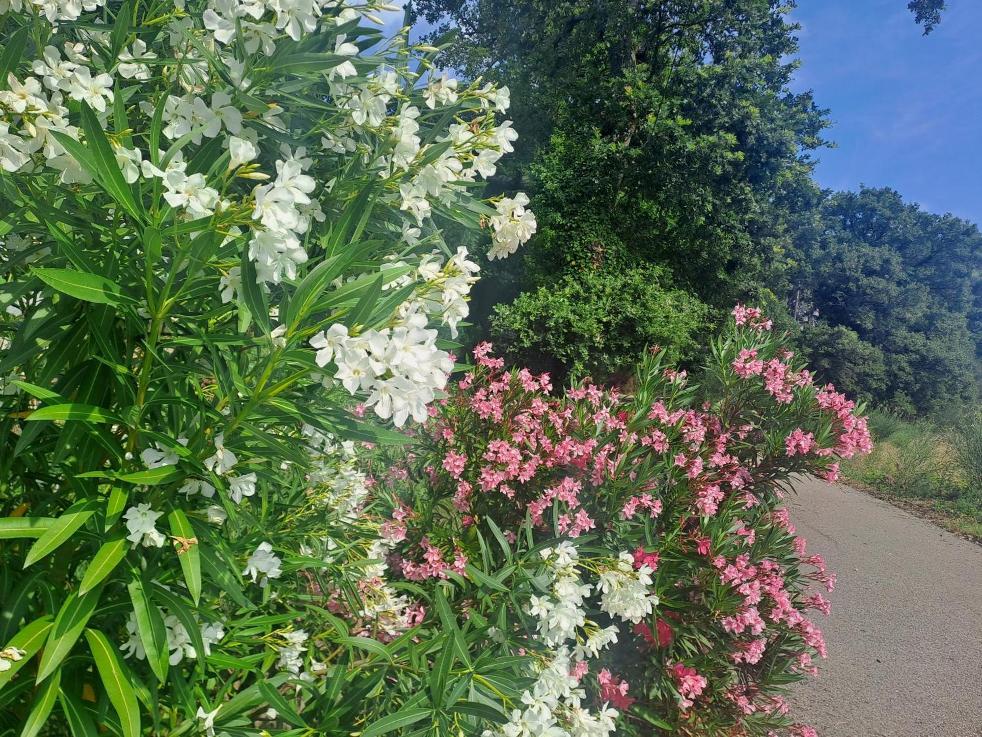 Les Deux Tilleuls Sablet Exteriör bild
